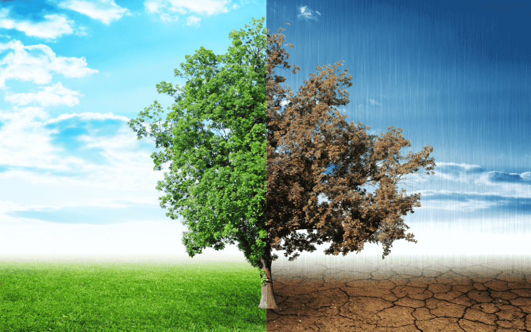 Escaping the Scarcity Trap